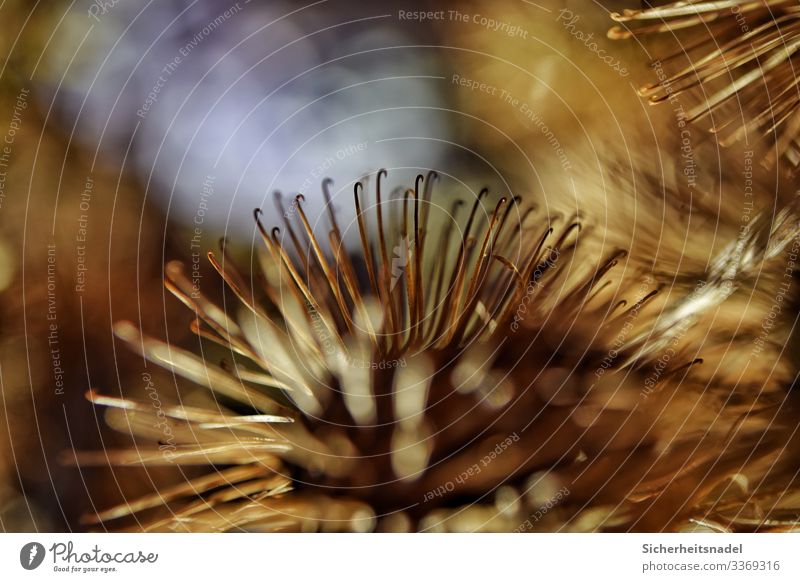 Dried thistles in close-up II Nature Plant Thistle Garden Thorny Dry Brown Gold Barbed hook Subdued colour Exterior shot Close-up Detail