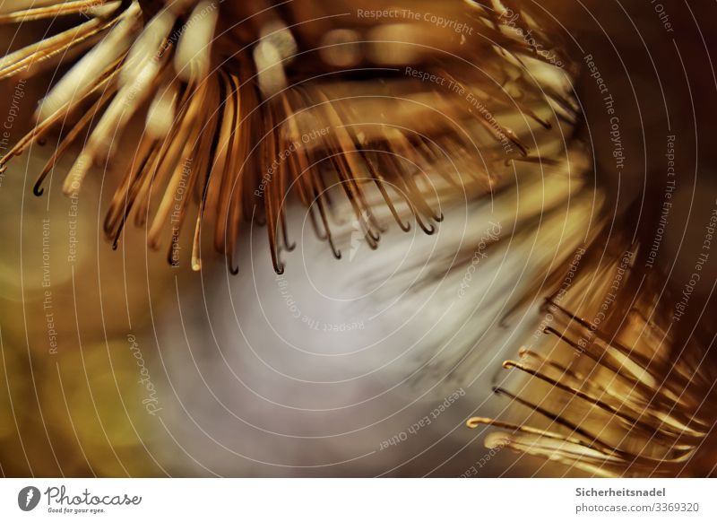 Dried thistles in close-up Plant Thistle Garden Thorny Dry Gold Barbed hook Subdued colour Exterior shot Close-up Detail Macro (Extreme close-up) Deserted