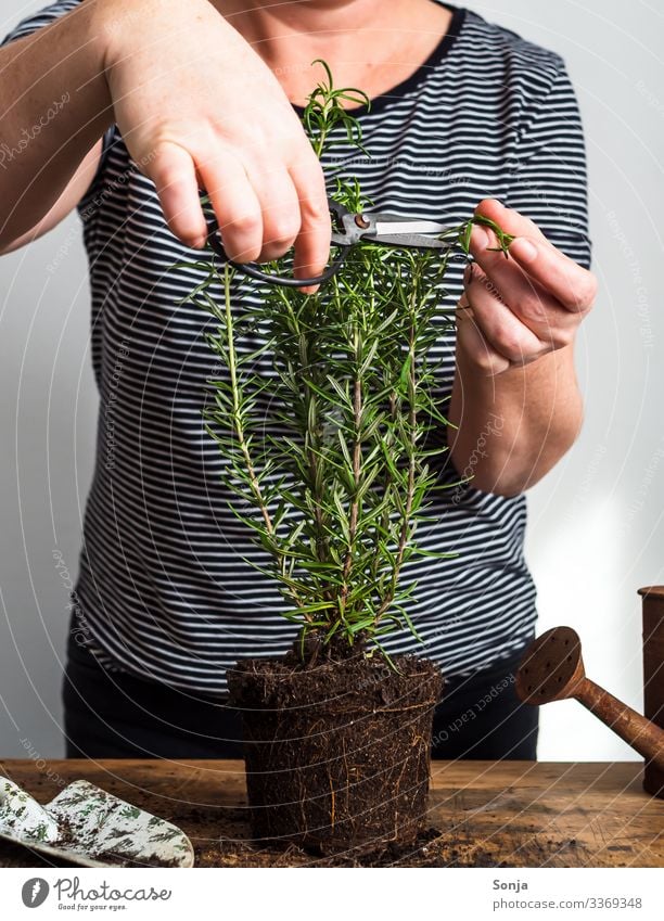 Woman cutting fresh rosemary plant on a wooden table Food Herbs and spices Rosemary Nutrition Organic produce Vegetarian diet Lifestyle Healthy Healthy Eating