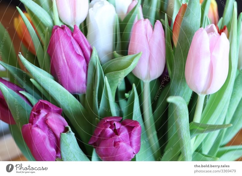 Tulips purple-pink Plant Spring Flower Friendliness Happiness Beautiful Natural Positive Green Violet Pink Joie de vivre (Vitality) Spring fever Optimism Life