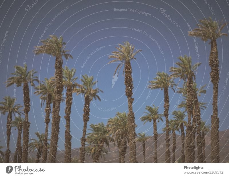 Palm trees - Furnace Creek - Death Valley Tourism Sightseeing Summer Environment Nature Landscape Plant Sky Cloudless sky Wild plant Exotic Desert Mojave