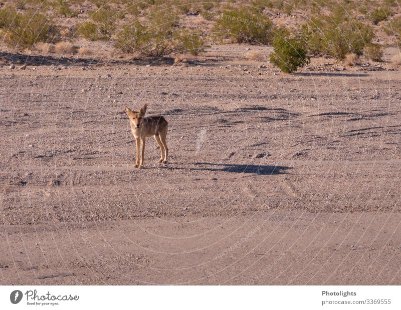 Coyote - Death Valley Environment Landscape Animal Warmth Desert Death valley Nationalpark Wild animal 1 Observe Near Dry Brown Yellow Gray Green Black White