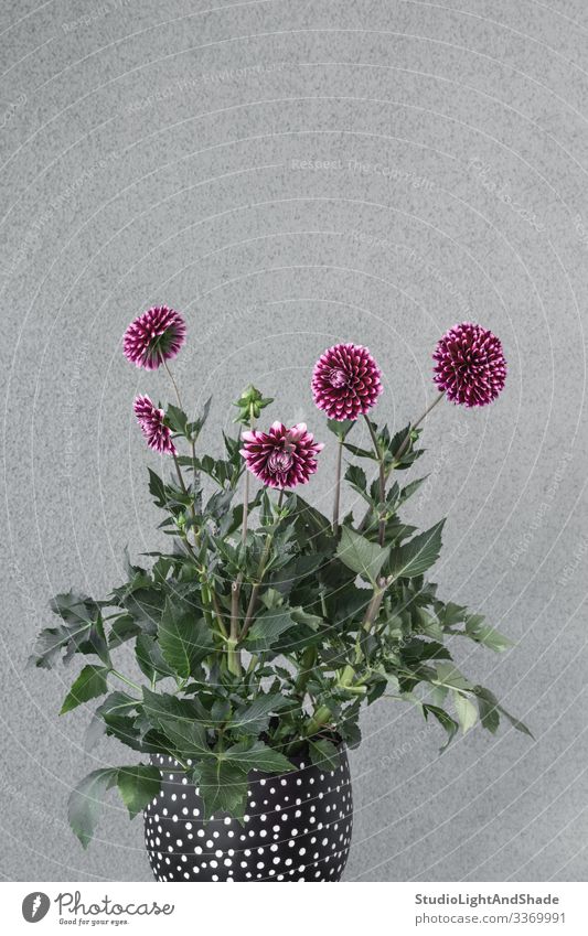 Purple dahlia flowers in a flowerpot Pot Design Beautiful Garden Gardening Nature Plant Flower Blossom Blossoming Growth Gray Green Red Black Colour Dahlia