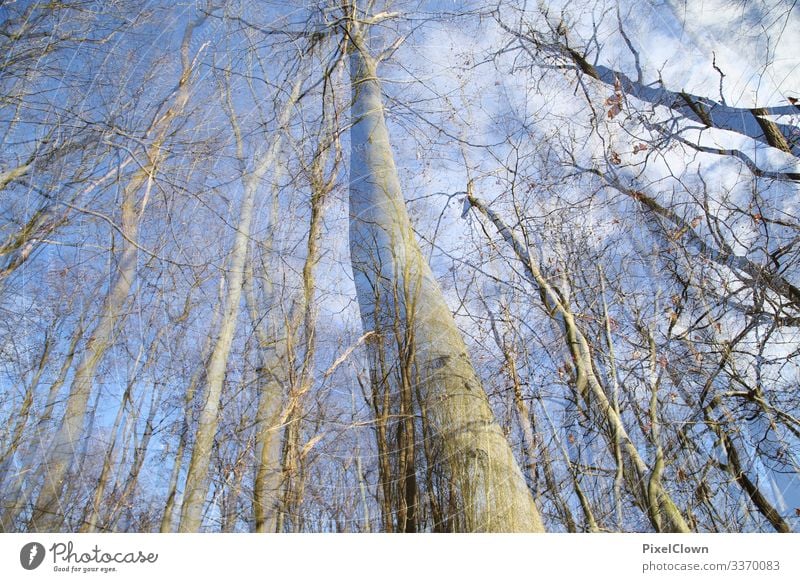 forest Exotic Vacation & Travel Environment Nature Landscape Climate Plant Tree Wild plant Forest Growth Beautiful Blue Moody Colour photo Exterior shot