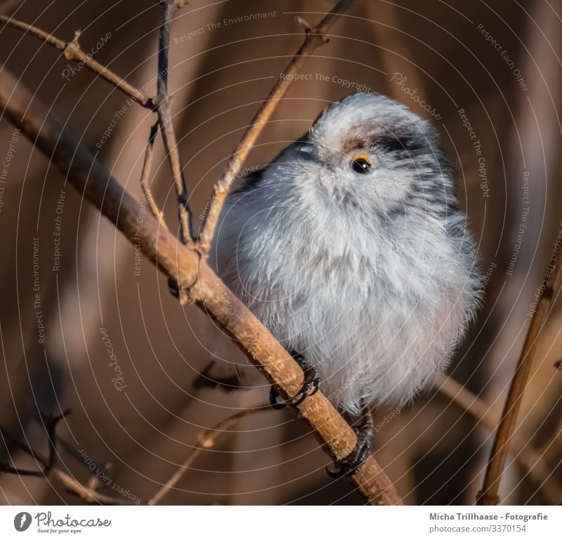 Long-tailed Tit in shrubbery Nature Animal Sunlight Beautiful weather Tree Bushes Twigs and branches Wild animal Bird Animal face Wing Claw Tit mouse Head Beak