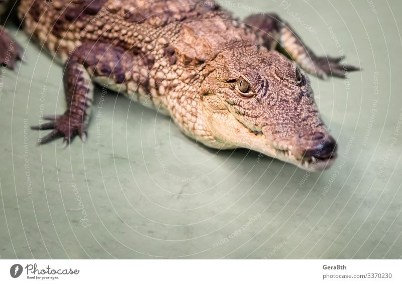 crocodile head isolated close up on a green background Exotic Skin Mouth Teeth Zoo Nature Animal Leather Wild Green Dangerous Colour Alligator big carnivorous