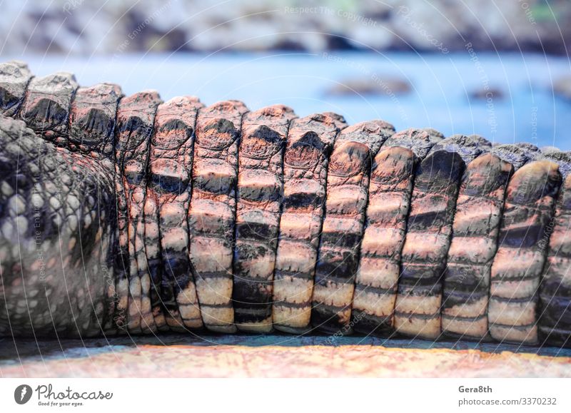 crocodile tail on the background of the river Exotic Body Skin Zoo Nature Animal River Leather Wild Yellow Green Dangerous Colour Alligator big carnivorous