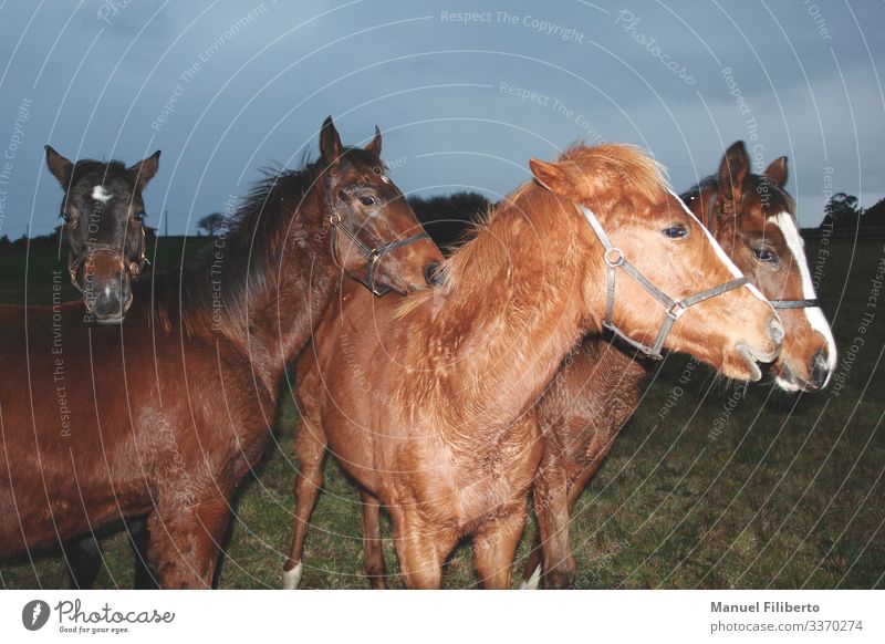 youth... Ride Animal Meadow Field Farm animal Horse 4 Elegant Friendliness Funny Blue Brown Yellow White Contentment Love of animals Nerviness Perturbed