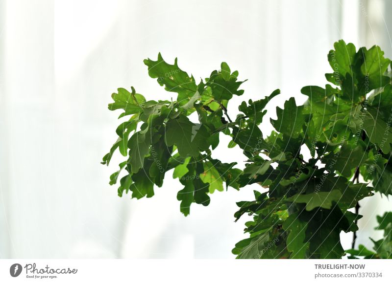 oak branch at the window in bright daylight fresh green Oak branch oak leaves Spring Summer High-key Interior shot Copy Space left Leaf green Window Bright