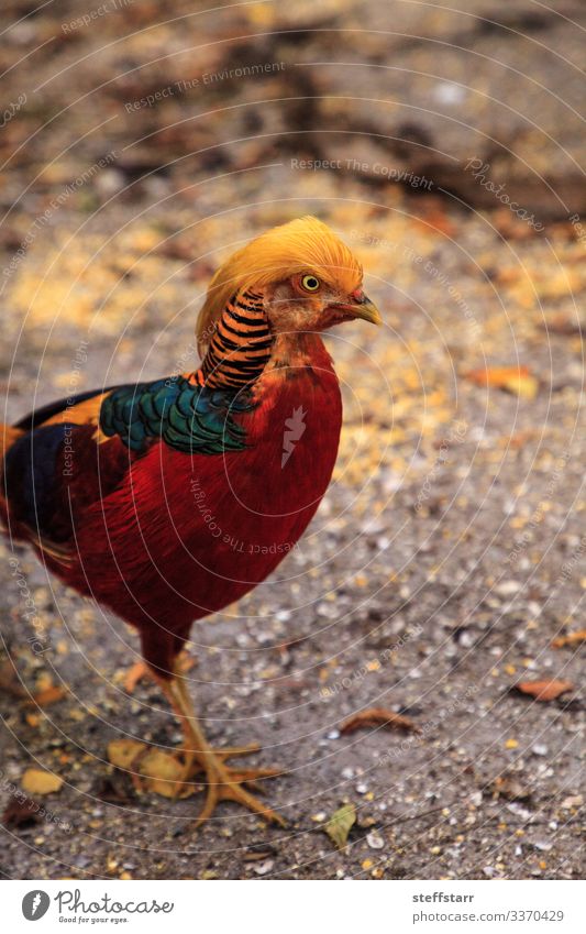 Male Chinese Golden Pheasant Chrysolophus pictus Man Adults Nature Animal Wild animal Bird Animal face Wing 1 Blue Yellow Red Beautiful Chinese pheasant