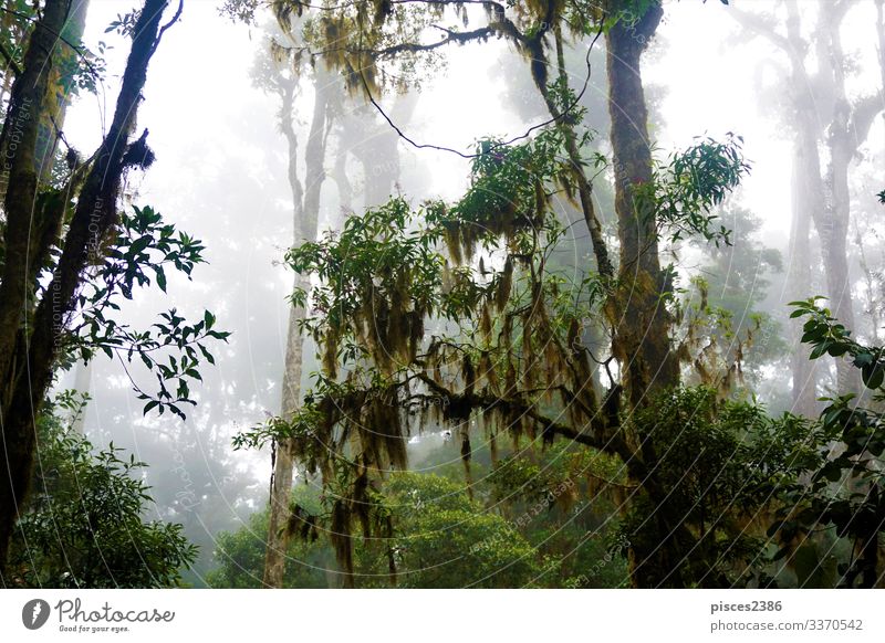 Mysterious foggy forest in Los Quetzales National Park Nature mountainous mysterious natural Manure heap lush magical neotropical verdant wilderness tree