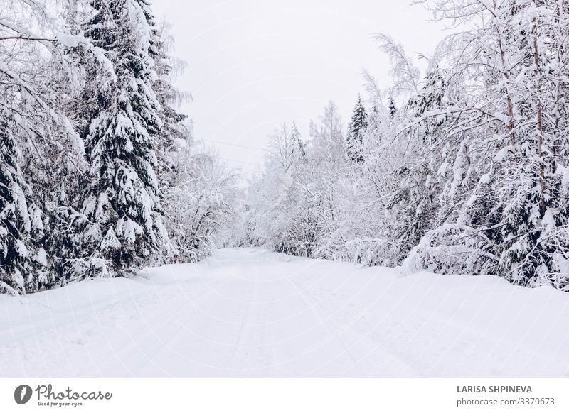 Snowy road in winter frosty forest Beautiful Vacation & Travel Winter Nature Landscape Sky Weather Snowfall Tree Park Forest Street Lanes & trails Highway