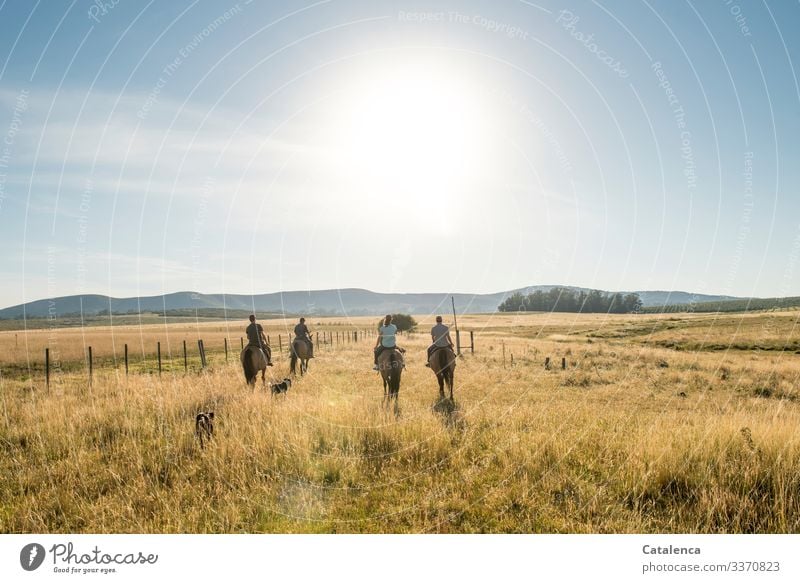 Four riders and two dogs on the way through the high grass, the sun is already shining warmly on this summer morning. Farm animal Grass Plant Nature Landscape