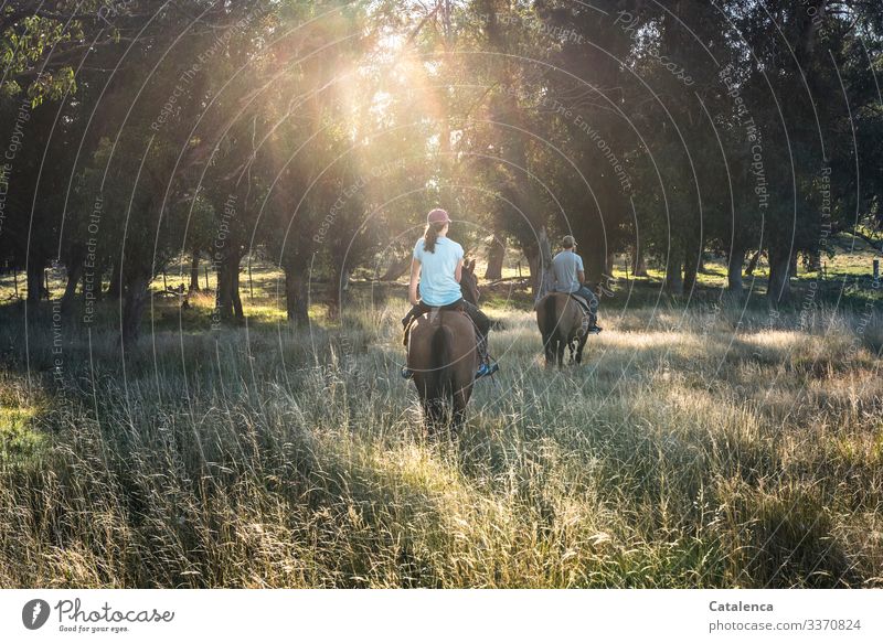 Two riders in the early morning in sunlight and high grass Rider Animal horses Grass Brown Green Environment out Sun Sky Nature Summer Meadow Pampa Tree