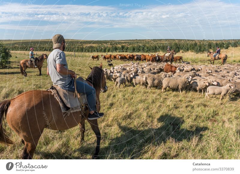 I am a sheep, thinks the cow and does not understand what the four riders want from her Agriculture Farm animal Keeping of animals Free-range rearing