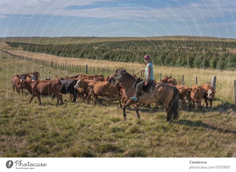 Female rider stops a gathered herd of cows from breaking free daylight Day Beautiful weather Grass Clouds Sky Horizon Cow Farm animal Animal Nature Landscape