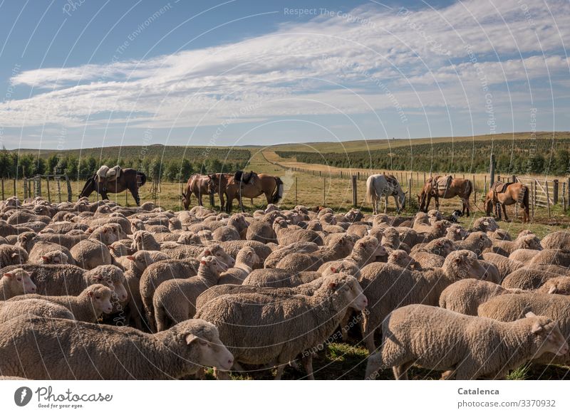 The rounded up sheep are waiting in the pen, horses are grazing peacefully, and it is already hot this summer morning Flock Sheep Farm animal Willow tree