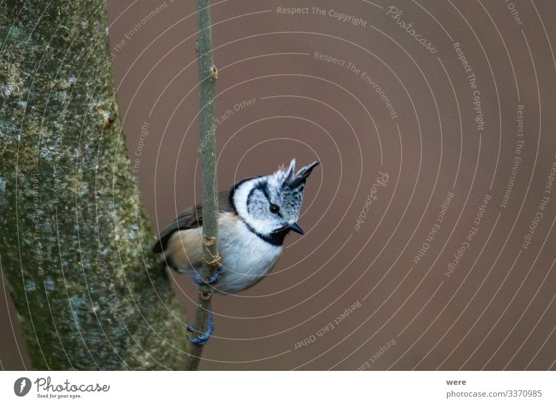 tit on a branch in the forest Winter Nature Animal Bird Crested Tit 1 Hip & trendy Beautiful Small winter bird bird feeding Branch of business branches cold