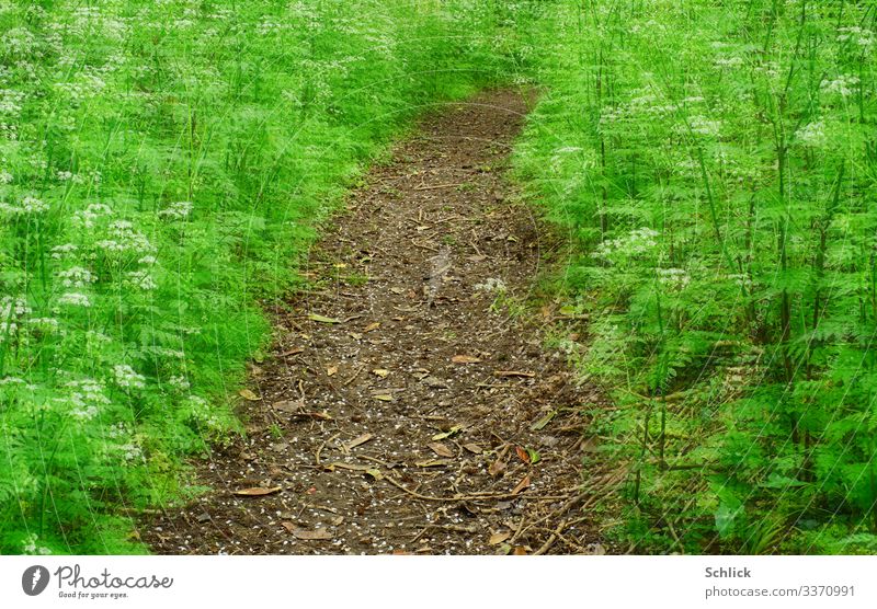 traumpfad Nature Landscape Garden Exceptional Brown Green Lanes & trails Footpath Fantastic Cow parsley Plant Double exposure Esotericism Curved Spring