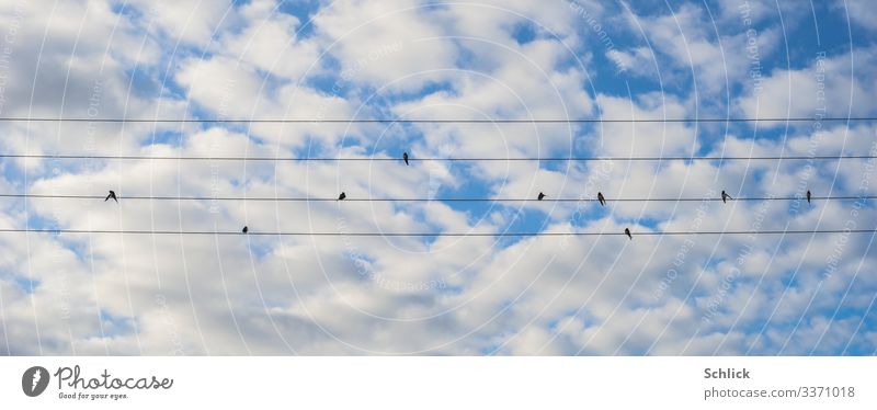 Swallows cleaning themselves on power line Frog's eye view Nature Animal Sky Clouds Melody Beautiful weather Wild animal Bird Group of animals Sit Blue Black