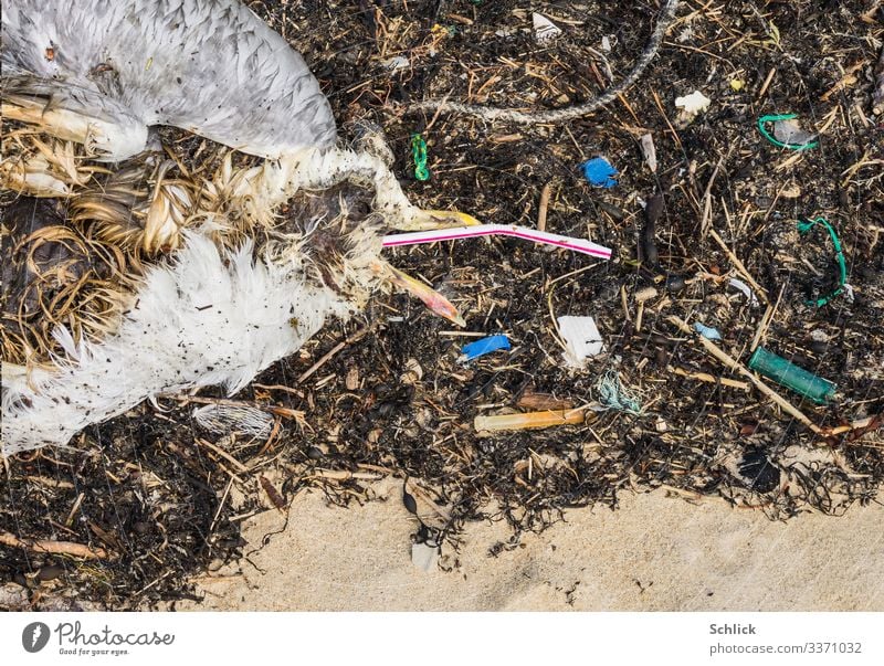 Seagull death from plastic waste Beach Ocean Environment Nature Animal coast Wild animal Dead animal Bird 1 Plastic packaging Dirty Disgust Creepy Hideous