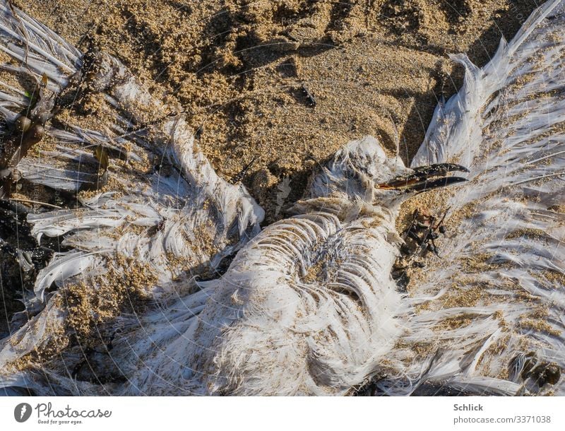 Dead seagull perished on a fish hook coast Animal Wild animal Dead animal Seagull 1 Sand Disgust Creepy Maritime Gloomy Brown Black White Fishery Bird Feather