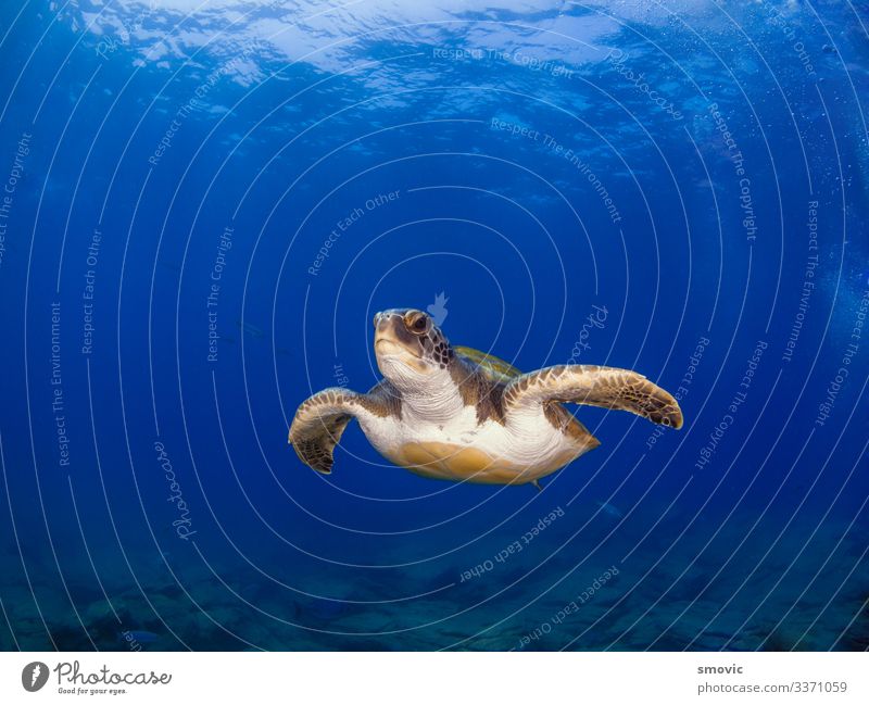 Green turtle (Chelonia mydas) Exotic Joy Vacation & Travel Beach Ocean Nature Plant Animal Warmth Coast Large Natural Under Colour loggerhead clear calm reef