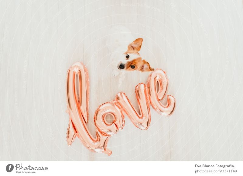 portrait of cute small jack russell dog at home with a LOVE balloon besides. Valentines concept love valentines february 14 snout indoors beautiful white brown