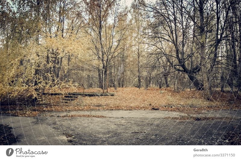 abandoned empty deserted park Chernobyl Ukraine Plant Autumn Tree Old Gloomy Dangerous Environmental pollution Destruction abandoned city abandoned park