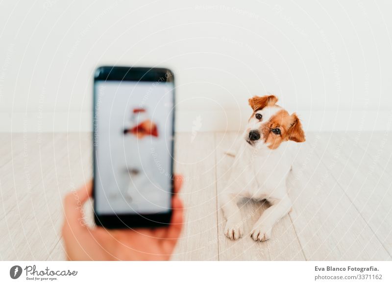 unrecognizable woman taking a picture with mobile phone of cute jack russell dog at home. Technology and pets concept hand screen device technology indoors