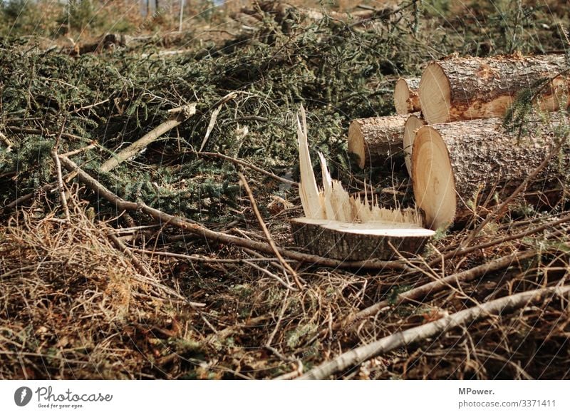 hacked Nature Under Tree Fallen Forest Woodground Logging Forstwald Spruce forest Storm damage Forestry Tree trunk Environmental protection Bark-beetle