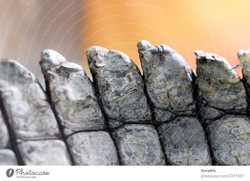 alligator crocodile skin in detail close up Skin Nature Animal Natural Brown Colour Alligator alligator skin backdrop background detailed Folds Live predator