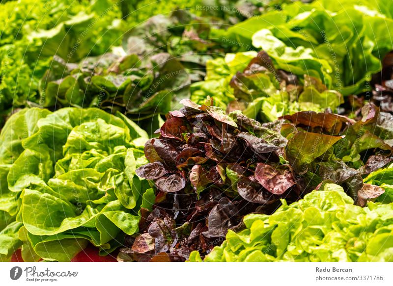 Fresh Green Healthy And Organic Salad In Vegetable Market Markets Ingredients Diet Raw Produce Harvest Shopping Cabbage Verdant Culinary salad mix salad greens