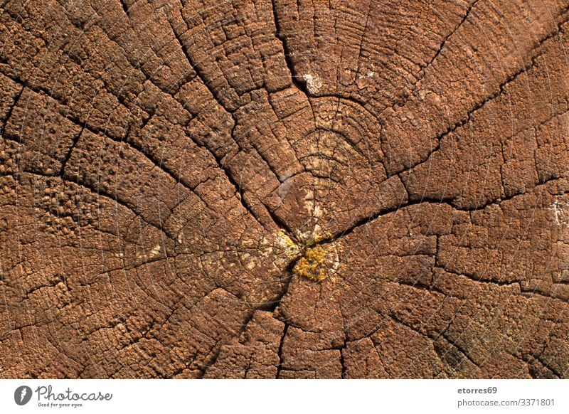 Tree trunk background Brown Empty Environment Horizontal Nature Panorama (Format) Consistency Trunk Forest Wood