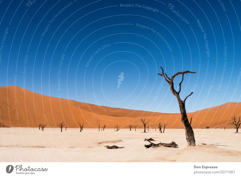 Hidden Vlei Nature Landscape Sand Climate Climate change Tree Desert Faded To dry up Gloomy Dry Vacation & Travel Surrealism Transience Time Namibia Africa