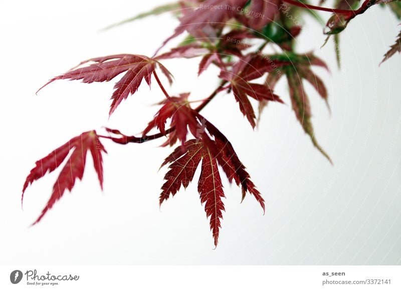 Japanese maple Lifestyle Wellness Harmonious Garden Decoration Nature Plant Tree Bushes Japan maple tree Japanese garden Maple tree Maple leaf Touch Movement