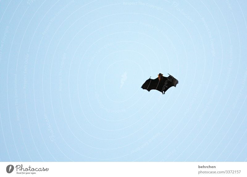 graph from and to Observe nocturnal Bat Exceptional Animal protection Far-off places Freedom Nature Vacation & Travel Seychelles Adventure Exotic Impressive