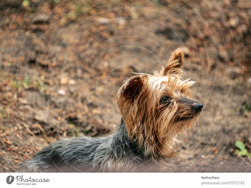 !trash! 2023 | got on the dog dear faithful observantly Snout Observe Terrier Pet Dog Animal face Pelt Brash Small Curiosity Cute Yorkshire terrier