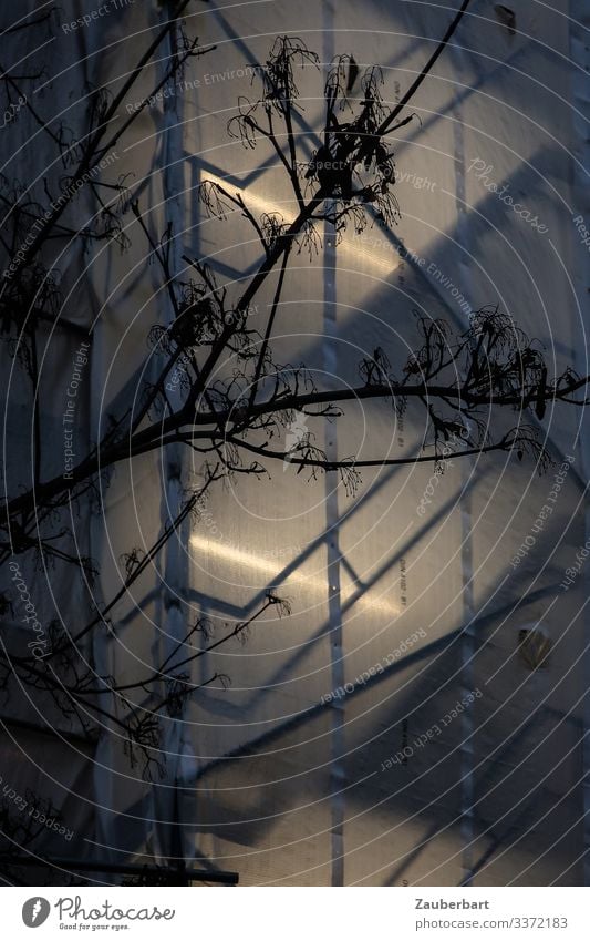 Transparent tarpaulin on scaffolding with neon light, in front of it silhouette of a bare tree Scaffold twigs Silhouette transparent Twilight Neon light Tree