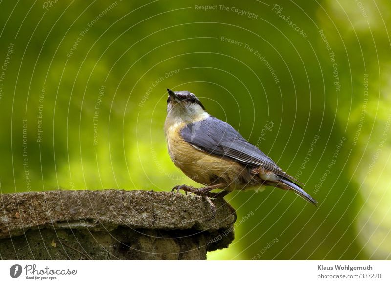 Nuthatch sitting on his nest box Environment Nature Animal Spring Forest Wild animal Bird Animal face Eurasian nuthatch 1 Observe Sit Blue Brown Gray Green