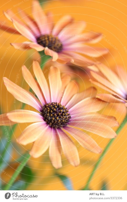 Gerbera in orange lifts the spirits Flower flowers Blossom blossoms Orange Beauty & Beauty Delicate Modern flower photo gerberafoto gerberabild dwell Garden