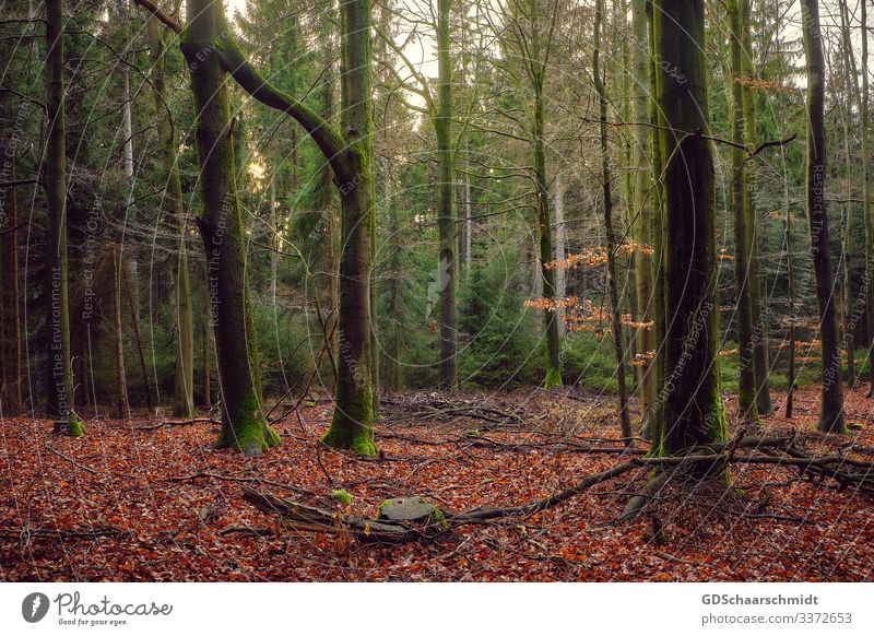 liaison Hiking Trip Forestry Nature Landscape Tree Moss Stone Wood Line Observe Touch Think Firm Together Happy Uniqueness Natural Strong Crazy Brown Green Red