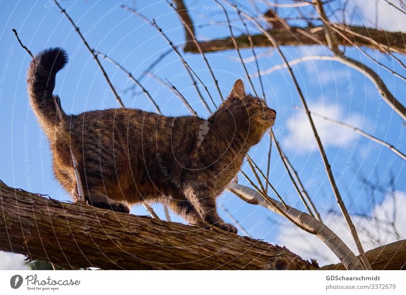 It's a cat or a lynx? :) Animal Pet Cat Pelt 1 Hunting Stand Brash Cuddly Natural Crazy Blue Brown Happy Happiness Anticipation Enthusiasm Love of animals