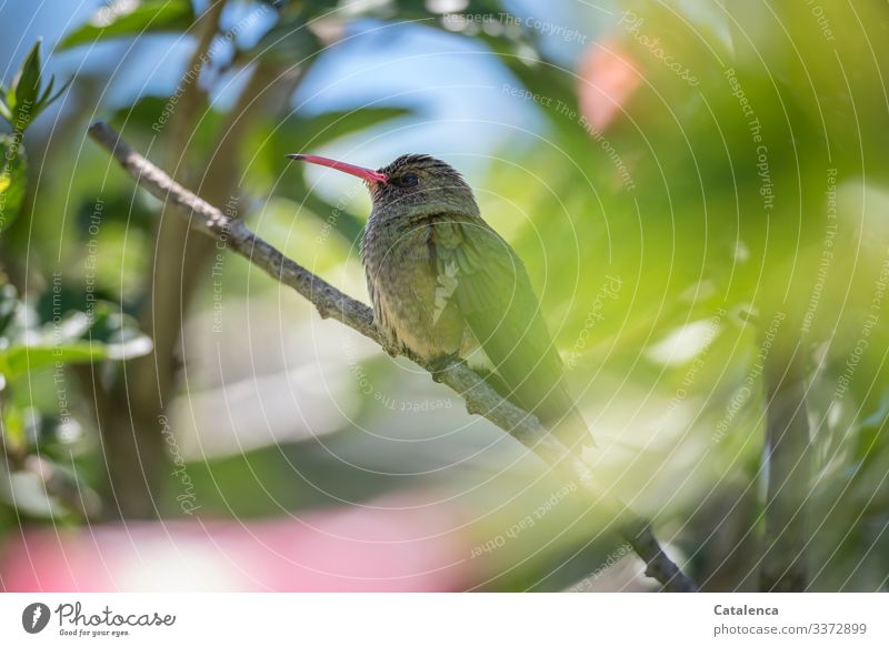 A hummingbird sits well hidden on a branch and overlooks its territory Bird Animal Feather Green Beak Looking Ornithology Wild Nature Pink Eyes White Small