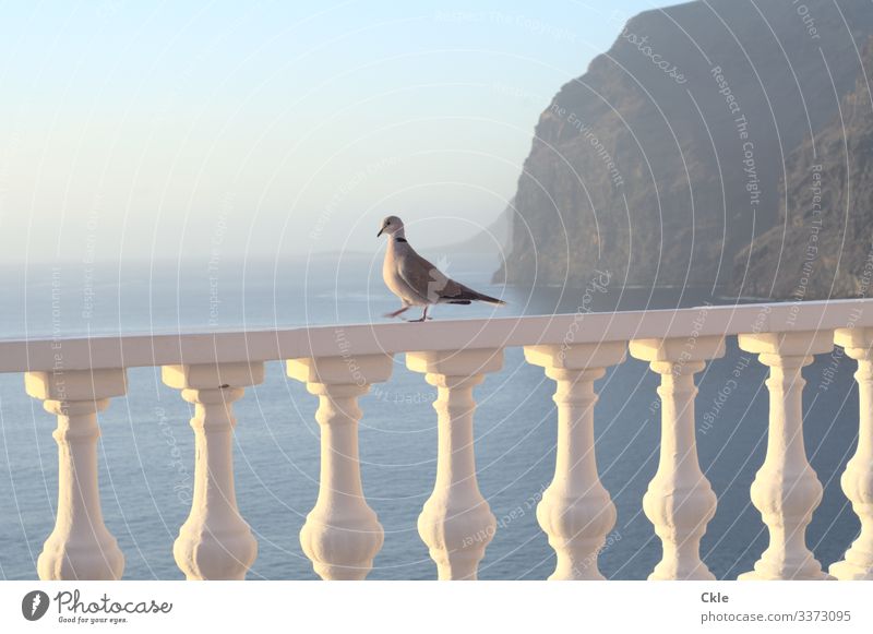 Path with a view Harmonious Well-being Relaxation Calm Vacation & Travel Far-off places Ocean Mountain Landscape Sky Cloudless sky Horizon Sunlight