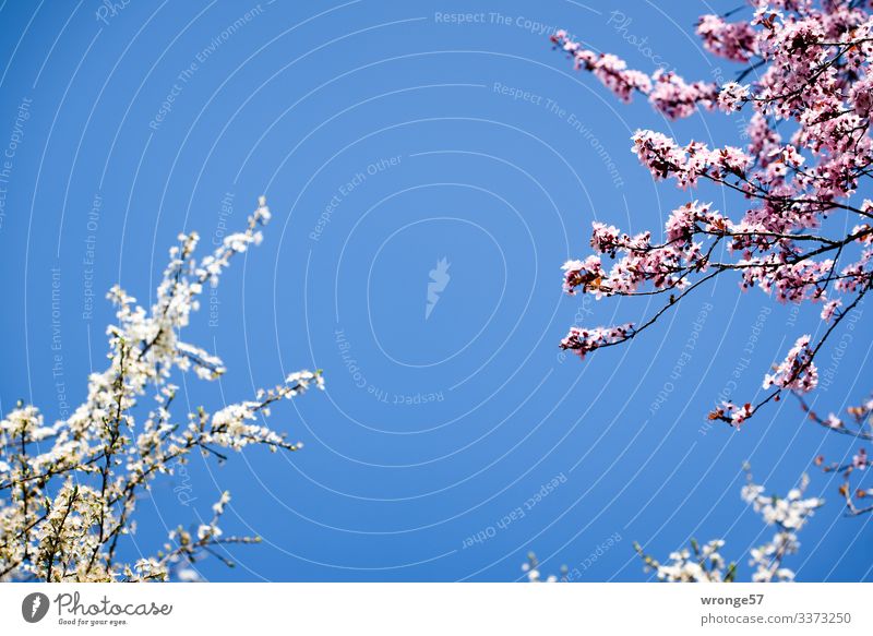 cherry blossom Plant Sky Cloudless sky Spring Beautiful weather Tree Blossom Ornamental cherry Park Blossoming Blue Pink White Spring fever Cherry blossom