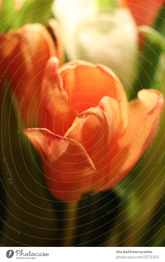 Tulip orange Plant Spring Flower Blossom Friendliness Happiness Fresh Beautiful Green Orange Joie de vivre (Vitality) Spring fever Life Colour Joy Optimism