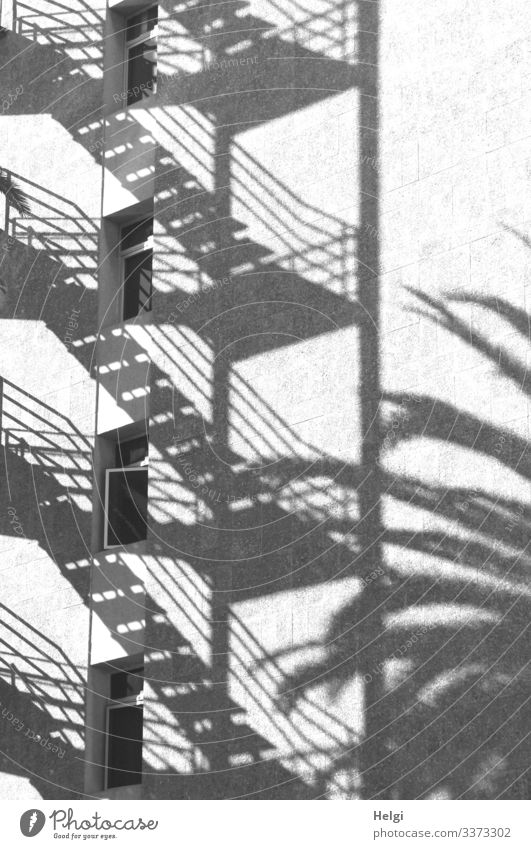 Shadow of a staircase and a palm tree on a white façade with windows Tree Palm tree Wall (barrier) Wall (building) Stairs Facade Window Banister Exceptional