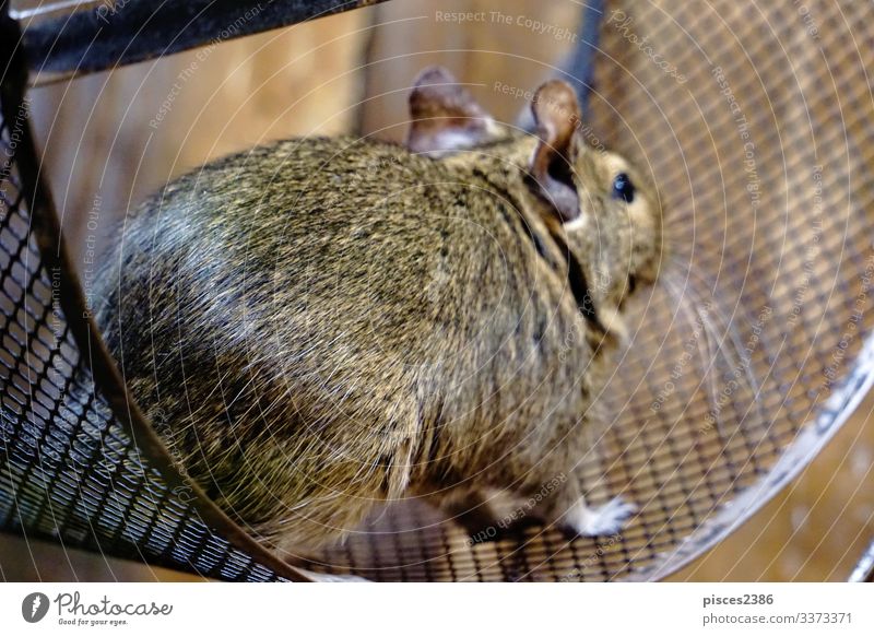 Degu running in it's wheel degu Running octodon degus mammal rodent bead Chile pet sitting cage hair cute little nose brown advice sweet ear head domestic hairy