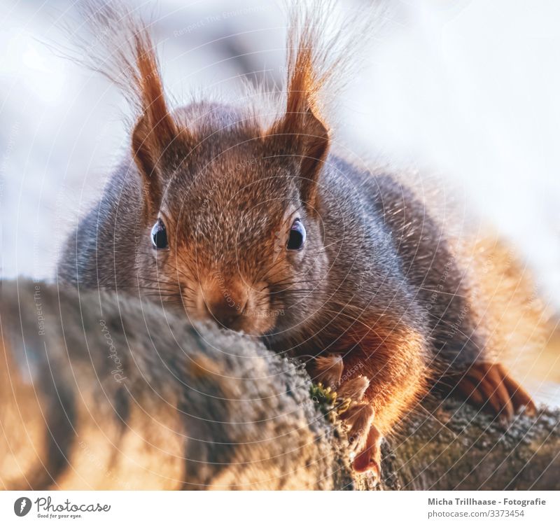 eyeball to eyeball Nature Animal Sky Sun Sunlight Beautiful weather Tree Branch Wild animal Animal face Pelt Claw Paw Squirrel Eyes Ear Nose Muzzle Head 1